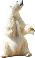 polar bear on the hind legs