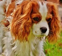 sad cavalier king charles spaniel