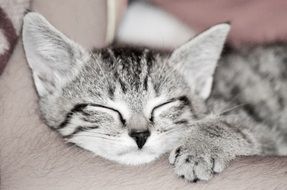 sleeping gray pussy