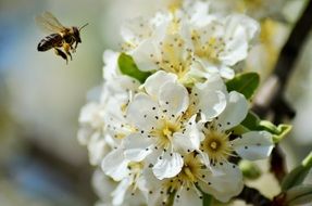 bee flies to the flower