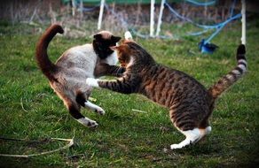 Fight two cats