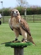 Eagle bird looking forward