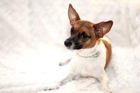 puppy on a white blanket