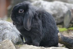 black dwarf rabbit