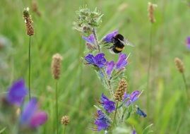 cute lovely Hummel Pollen