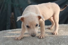 Puppy Dog stays on stone, Retriever