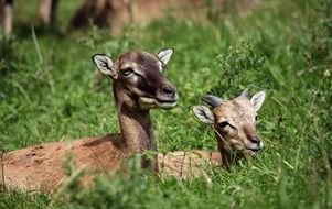 Two beautiful cute roe deers in the grass