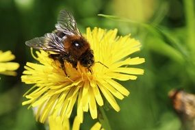 bee on dandelion flower