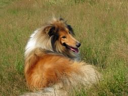 beautiful collie on green grass