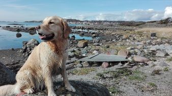 labrador on a rocky beach