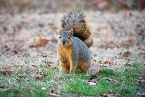 brown squirrel on dry foliage