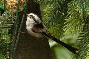 long-tailed tit on a conifer