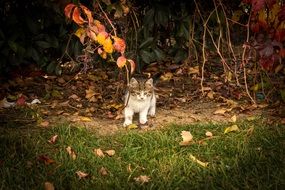 Cute little kitty in a park in the fall