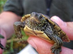 Colorful and cute map turtle in the hand