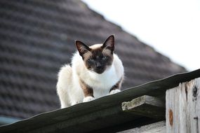 Siamese cat on the roof