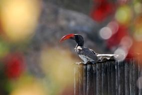 black Hornbill Bird with red beak