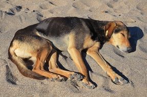 cute dog sleeping on the beach on a sunny day