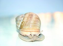 Snail Mollusk macro foto