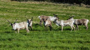 reindeer grazing on the green meadow