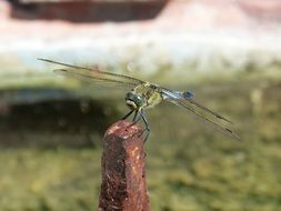dragonfly on a rusty small pillar