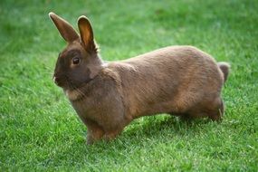 brown rabbit on green lawn close-up