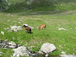 horses with foals in pasture