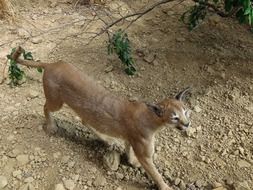 wild Lynx walking on sand