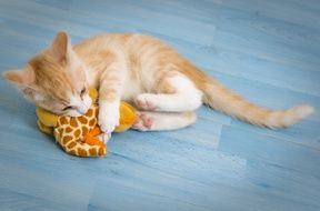 Picture of Kitten plays with a toy