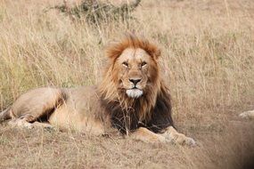 Lion Africa Animal Seringeti