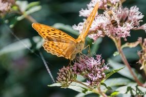 orange butterfly on the bush