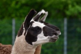 Lama Fluffy Head