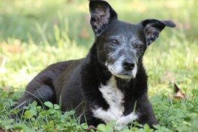 portrait of Mature black dog with white breast lays down on grass