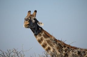 Giraffe on Safari