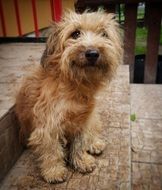 hairy fluffy dog on the steps close up