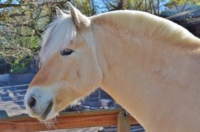 well-groomed farm horse