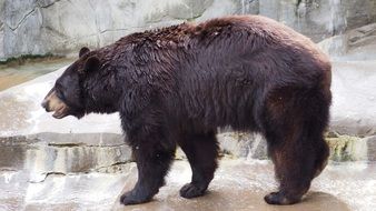 black bear is a dangerous beast
