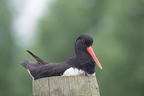 Picture of Oystercatcher Bird