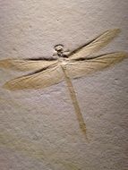 Dragonfly Petroglyph Insect