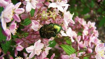 Green rose beetle