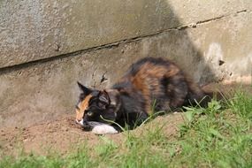 Cat Nala