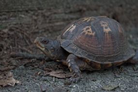 closeup picture of dark turtle on dry leaves