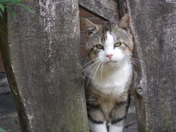 sleepy domestic cat stands at the fence