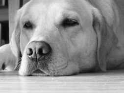 muzzle of a labrador in black and white background