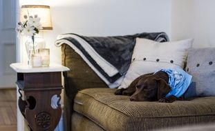 Chocolate labrador is sleeping on the couch