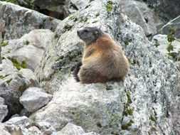 brown marmot sitting on a rock