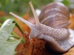 Snail on the leaves