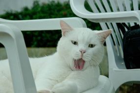 Sleepy white kitty lying on a chair