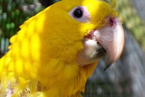 Yellow macaw bird