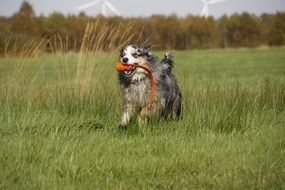 playful Australian Shepherd dog on meadow