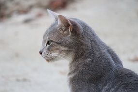 pretty Gray Cat